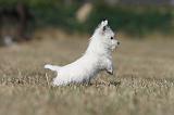 WESTIE 172